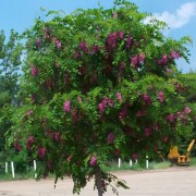 Робінія на штамбі 